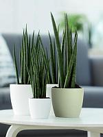 Кашпо Brussels round sorbet green D14 H13 см Кашпо Brussels round sorbet green D14 H13 см