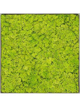 Картина из мха nova frame natural-concrete reindeer moss (spring green) Картина из мха nova frame natural-concrete reindeer moss (spring green)
