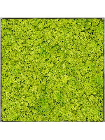 Картина из мха nova frame natural-concrete reindeer moss (spring green) Картина из мха nova frame natural-concrete reindeer moss (spring green)