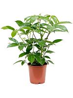 Шеффлера Амате 2 ствола H90 D24 см Шеффлера Амате 2 ствола H90 D24 см