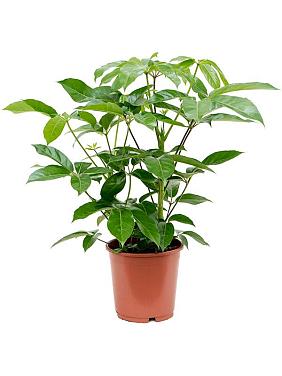 Шеффлера Амате 2 ствола Шеффлера Амате 2 ствола