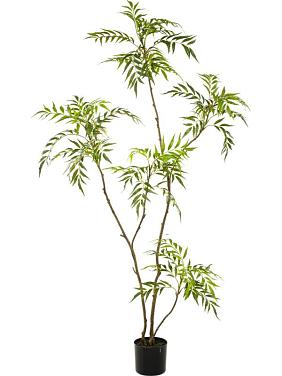 Магония китайская искусственная Магония китайская искусственная