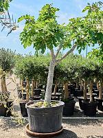 Фиговое дерево (Инжир) H250 D75 см