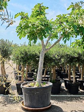 Фиговое дерево (Инжир) Фиговое дерево (Инжир)