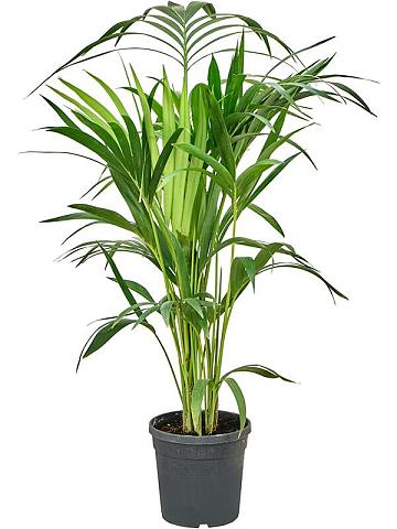 Ховея Форстера Ховея Форстера