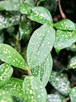 Драцена Суркулоза Годсефиана H140 D24 см