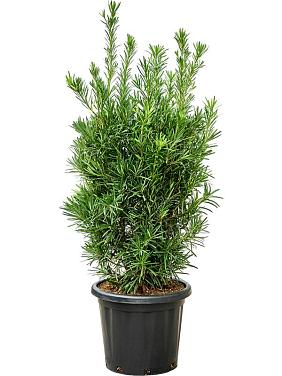 Подокарпус крупнолистный Подокарпус крупнолистный