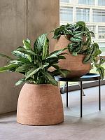 Аглаонема Сильвер Бей H70 D27 см