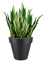 Кашпо Pure® round anthracite D118 H107 см Кашпо Pure® round anthracite D118 H107 см