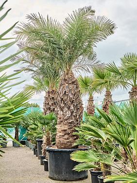 Юбея Чилийская Юбея Чилийская