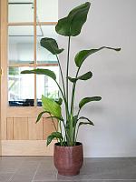 Кашпо Lykke pot chestnut D27 H25 см