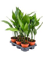 Аспидистра Элатиор высокая H55 D13 см