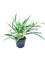 Аглаонема Бит Киссес H40 D14 см