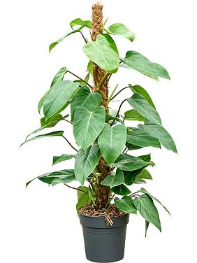 Филодендрон Эмеральд Квин на опоре