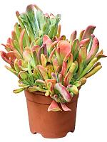 Каланхоэ Лусия Орикула красное H45 D20 см