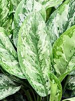 Аглаонема Пейнтед Принцесс H60 D17 см