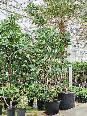 Клузия Росеа Грин Мэджик