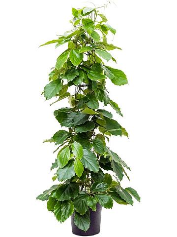 Комнатный виноград (Тетрастигма Вуанье)