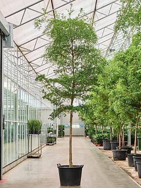 Буцида Буцерас (Терминалия)