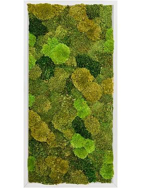 Картина из мха aluminium 20% flat and 80% exclusive moss (mix)