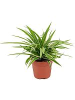 Хлорофитум Оушен хохлатый H25 D12 см Хлорофитум Оушен хохлатый H25 D12 см