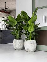 Кашпо Oyster gillard s imperial white D45 H45 см