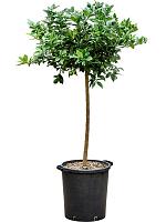 Цитрус Лаймкват H150 D38 см