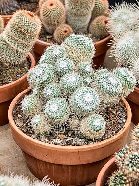 Маммиллярия Паркинсона Маммиллярия Паркинсона