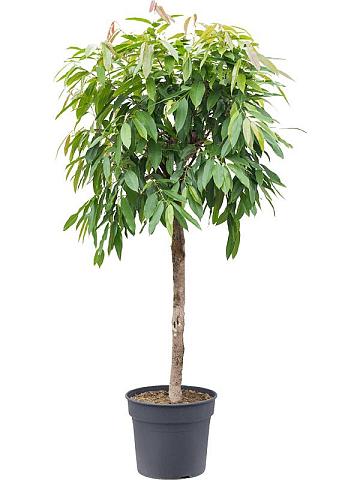 Фикус Бенедикта Амстел Кинг Фикус Бенедикта Амстел Кинг