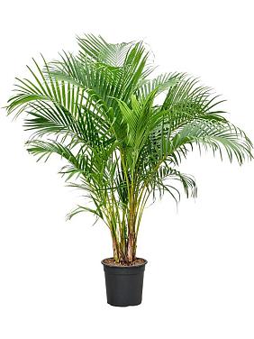 Арека Хризалидокарпус (Дипсис желтоватый)