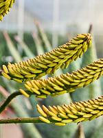 Алоэ Марлота H175 D60 см