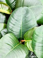 Фикус Эластика София H25 D11 см