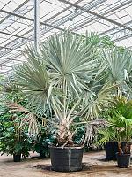 Бисмаркия благородная H330 D96 см