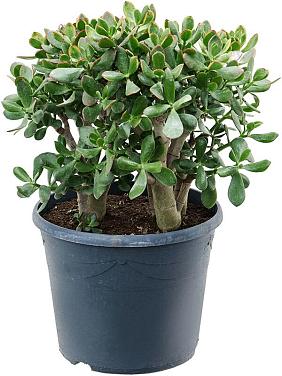 Крассула Овата Сансет Крассула Овата Сансет