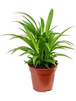 Хлорофитум Лемон хохлатый H35 D12 см