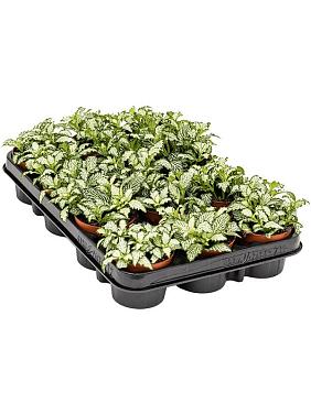 Фиттония Вайт Тайгер Фиттония Вайт Тайгер