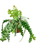 Эпифиллум Ангулигер угловатый H25 D12 см