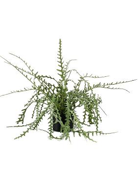 Эпифиллум в горшке искусственный Эпифиллум в горшке искусственный