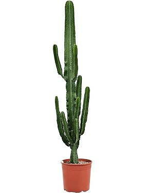 Молочай Эритрейский (Эуфорбия Эритрея)