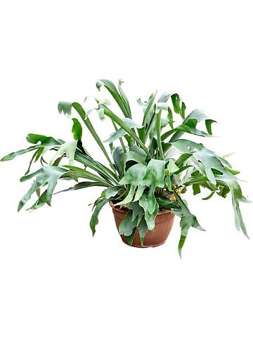 Платицериум Бифуркатум оленерогий ампельный