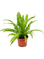 Асплениум Антикум H30 D12 см