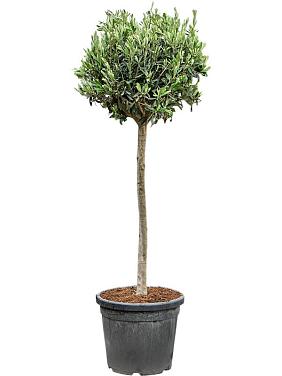 Оливковое дерево (Олива европейская)