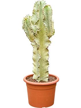 Молочай великий (Эуфорбия Мармората)