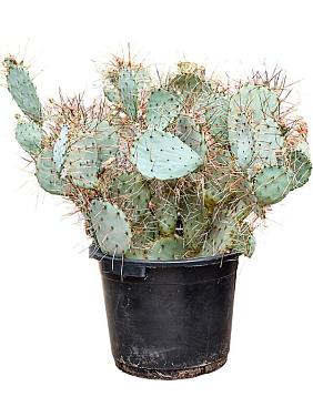 Опунция Макроцентра Опунция Макроцентра