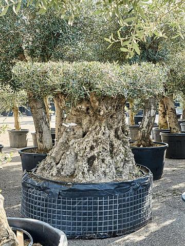 Оливковое дерево (Олива европейская)