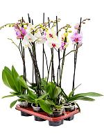 Фаленопсис микс 2 ствола H70 D12 см