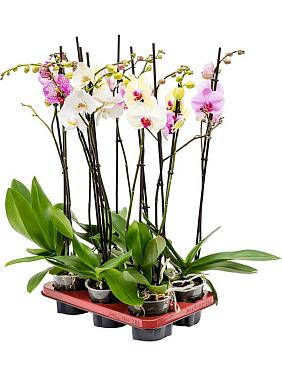 Фаленопсис микс 2 ствола