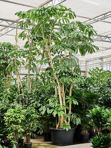 Шеффлера Амате Шеффлера Амате