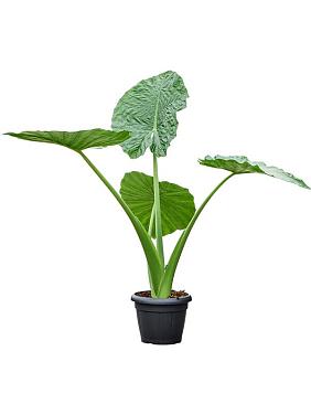 Алоказия Макрориза Алоказия Макрориза