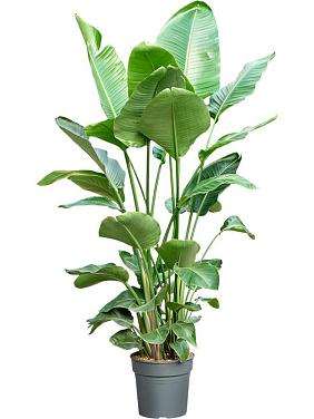 Стрелиция Николая